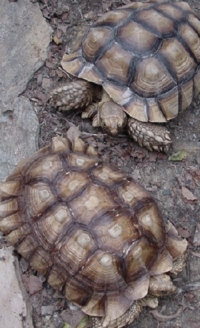 sulcata Pair #2