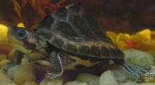 Tent Turtle