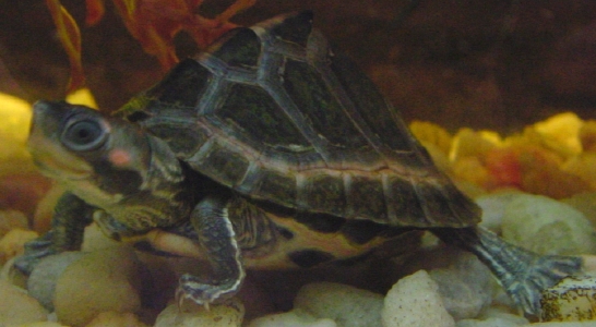 Tent Turtle