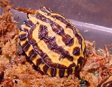 Planicauda #6