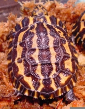 Planicauda #3