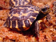 Planicauda #4