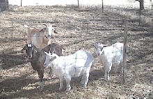 pygmy goats