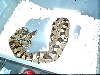 Ovulation