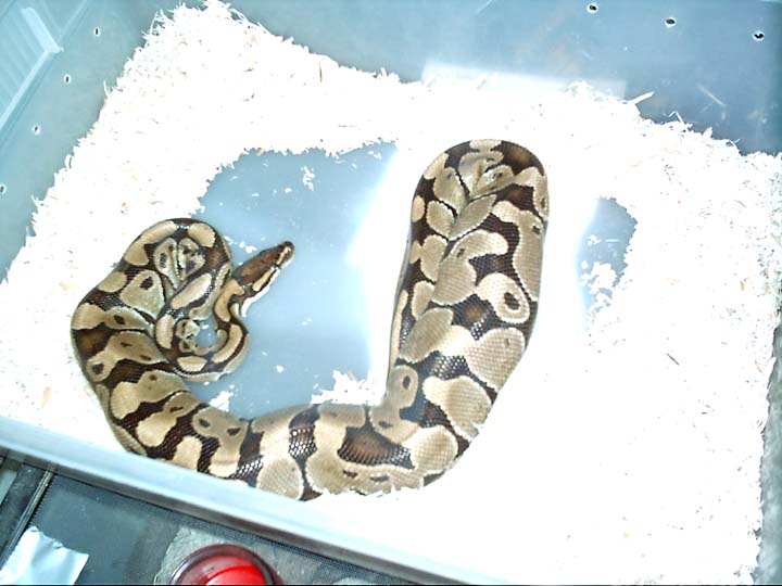 Ovulation