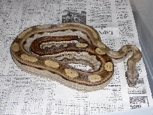 Female Motley Boa 2