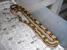 Amazing 05 Male Motley