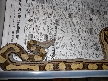 05 Male motley #2