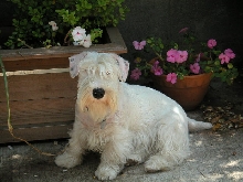 Pearl the Sealyham