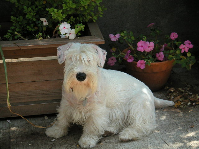 Pearl the Sealyham