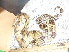 1.1 columbian red tail boas breeding