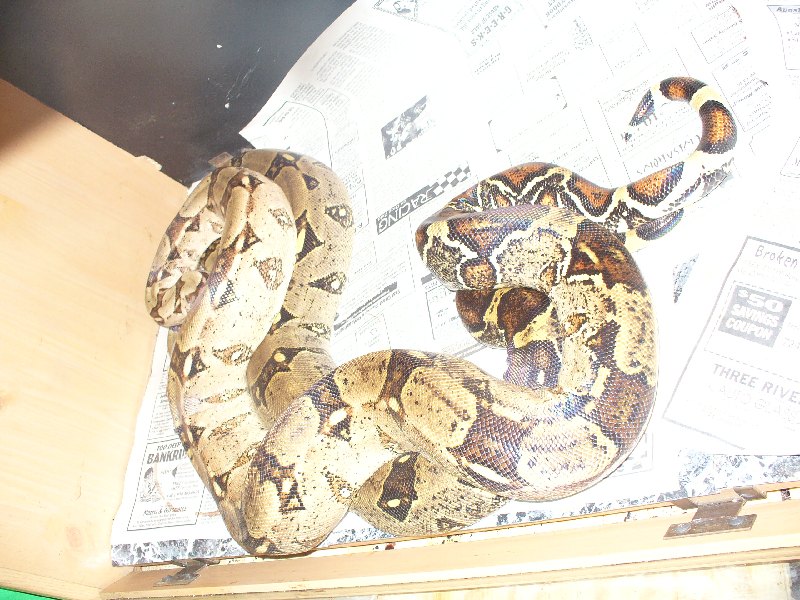 1.1 columbian red tail boas breeding