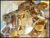 1.1 boas breeding