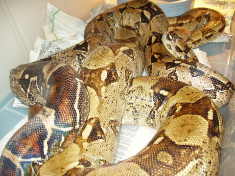 1.1 boas breeding