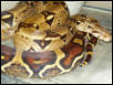 Female # 2  soon to breed with male