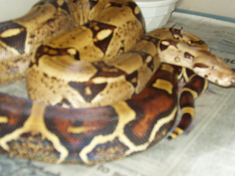Female # 2  soon to breed with male