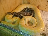 8ft Male Albino Burmese Python