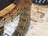 female boa ovulating