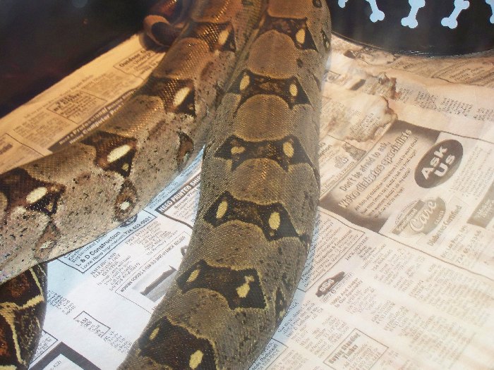 female boa ovulating