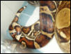 1.1 boas breeding 2