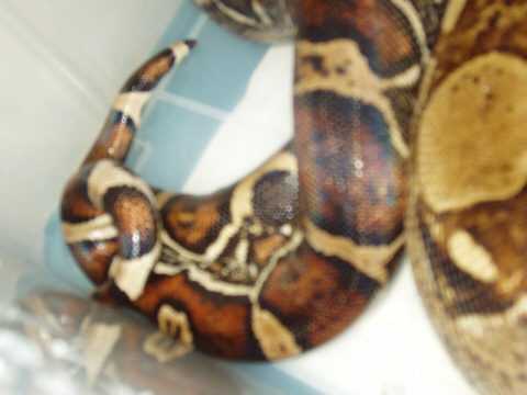 1.1 boas breeding 2