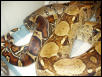 1.1 boas breeding 3