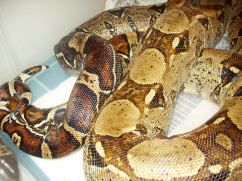 1.1 boas breeding 3
