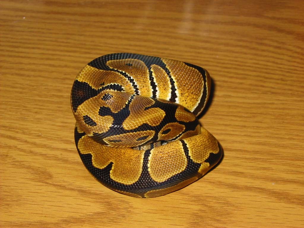 Reduced Pattern Ball Python