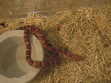 Hypo Okeetee