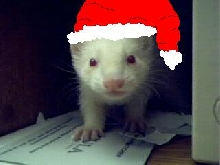 Christmas Cracker