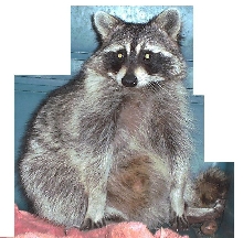 baby bandit (sort of)
