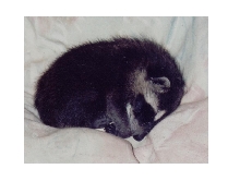 baby bandit