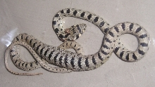 Unidentified Viper from Iraq