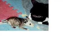 Almost a baby possum