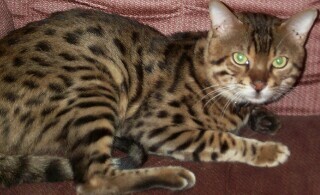 big boy bob