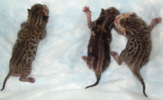 Three bengal boys