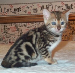 Marble bengal