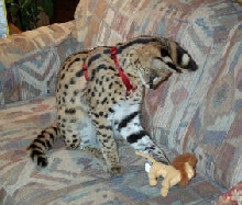 Tarzan with his toy