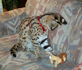 Tarzan with his toy