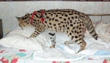 Tuck in mamaws bed