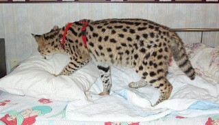 Tuck in mamaws bed