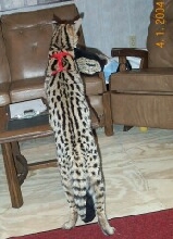 Tuck playing with my slipper
