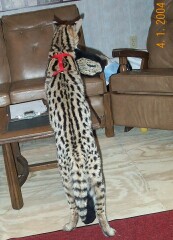 Tuck playing with my slipper