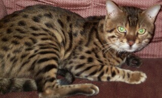 bengal Bob