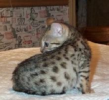 bengal kitten