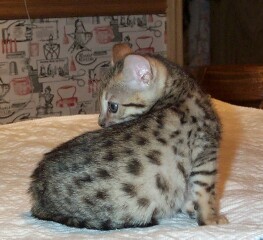 bengal kitten