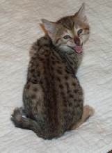 bengal kitten