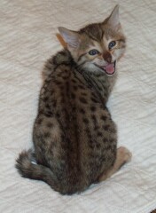bengal kitten
