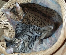Pals