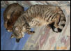 kitty girl now